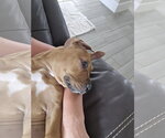 Small #1 Black Mouth Cur Mix
