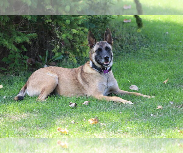 Medium Photo #2 Mutt Puppy For Sale in Imlay City, MI, USA