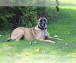 Small Photo #2 Mutt Puppy For Sale in Imlay City, MI, USA