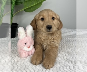 Golden Retriever Puppy for sale in FRANKLIN, IN, USA