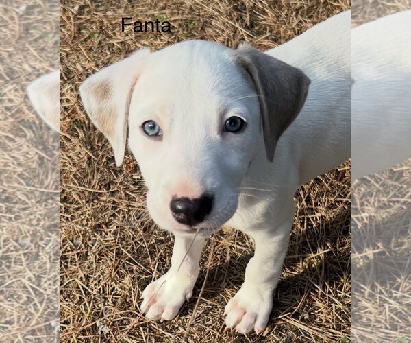 Medium Photo #1 Labrador Retriever-Unknown Mix Puppy For Sale in Rockaway, NJ, USA