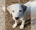 Small Labrador Retriever Mix