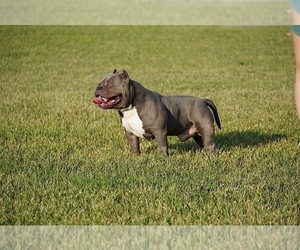 Father of the American Bully puppies born on 10/04/2020