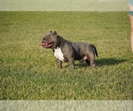 Small Photo #1 American Bully Puppy For Sale in FERN CREEK, KY, USA