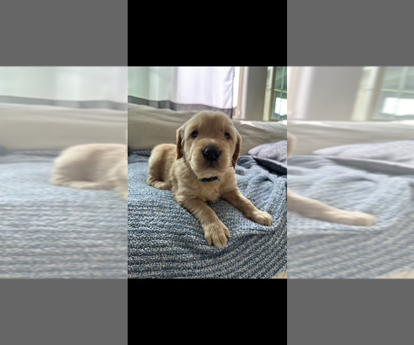 Medium Photo #1 Golden Retriever Puppy For Sale in HENDERSON, NV, USA