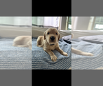 Small Photo #1 Golden Retriever Puppy For Sale in HENDERSON, NV, USA