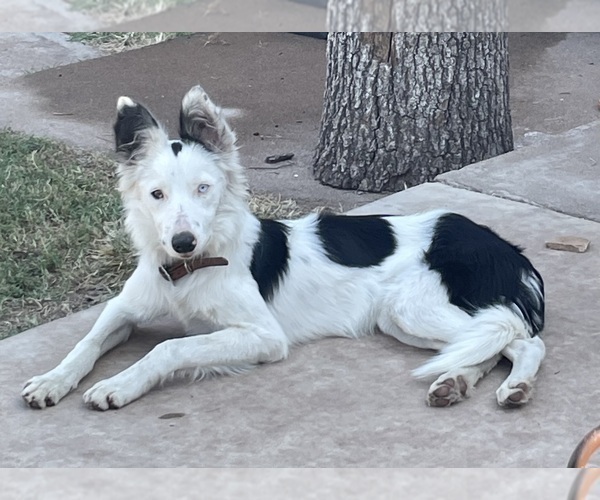 Medium Photo #1 Border Collie Puppy For Sale in BRISTOW, OK, USA