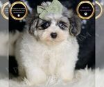 Puppy BANE Maltipoo