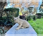 Small #177 French Bulldog