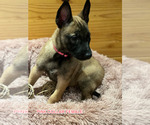 Small Photo #8 Belgian Malinois Puppy For Sale in HOUSTON, TX, USA