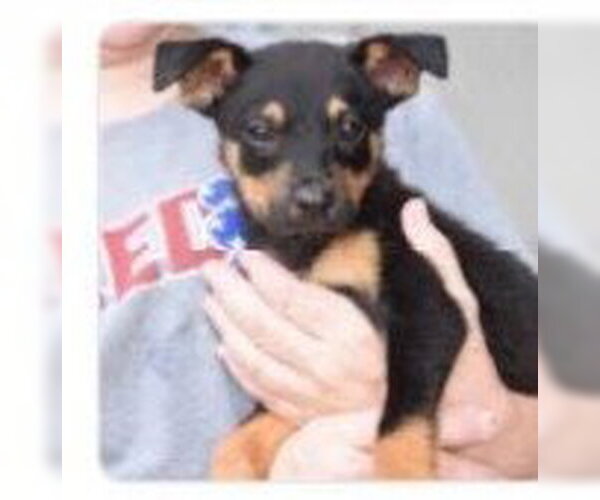 Medium Photo #2 Dachshund-Unknown Mix Puppy For Sale in The Woodlands, TX, USA