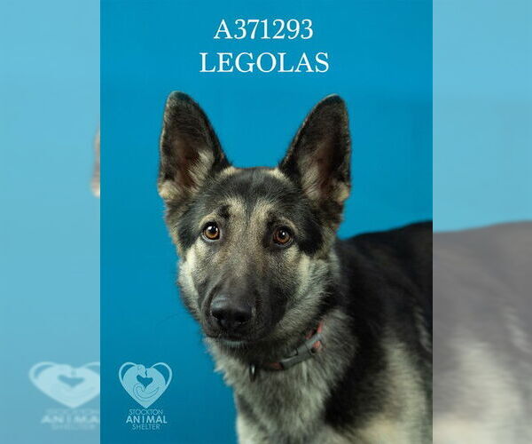 Medium Photo #2 German Shepherd Dog Puppy For Sale in Stockton, CA, USA