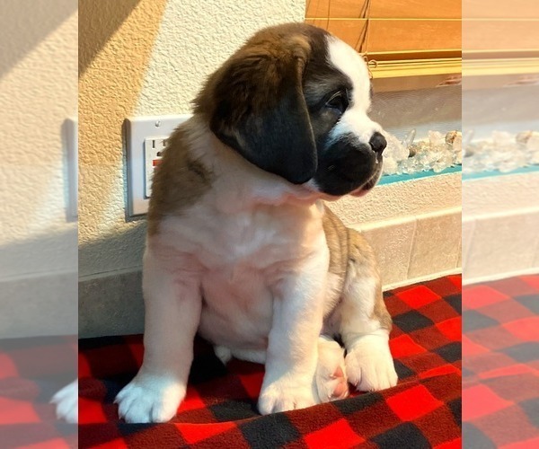Medium Photo #3 Saint Bernard Puppy For Sale in COLORADO SPRINGS, CO, USA