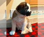Small #2 Saint Bernard