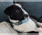 Small #2 Collie Mix