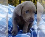 Small Photo #6 Labrador Retriever Puppy For Sale in ASHEBORO, NC, USA