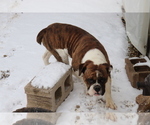 Small Photo #1 Olde English Bulldogge Puppy For Sale in SHILOH, OH, USA