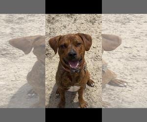 Timmy - Male Mutt Dog for Adoption - Photo #2