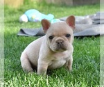 Small French Bulldog