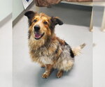 Bernie (7221) - Male Australian Shepherd-Unknown Mix Dog for Adoption - Small photo