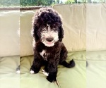 Small Photo #4 Goldendoodle-Sheepadoodle Mix Puppy For Sale in BRANDON, FL, USA