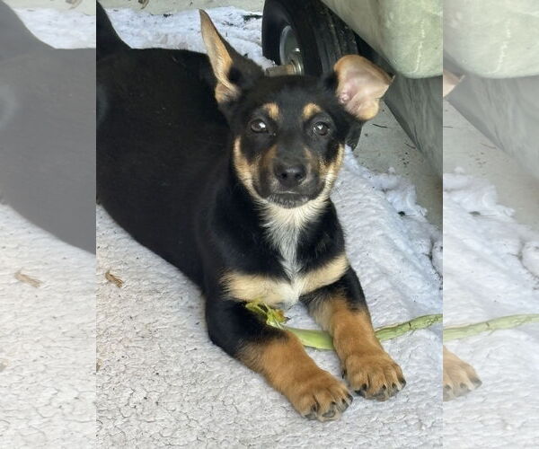 Medium Photo #3 German Shepherd Dog-Unknown Mix Puppy For Sale in Davis, CA, USA