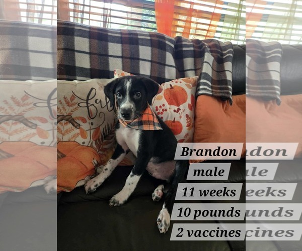 Medium Photo #1 Border Collie-Dalmatian Mix Puppy For Sale in Virginia Beach, VA, USA