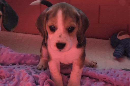 Medium Photo #2 Beagle Puppy For Sale in REASNOR, IA, USA