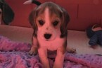 Small Photo #2 Beagle Puppy For Sale in REASNOR, IA, USA