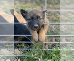 Small Photo #3 Belgian Malinois Puppy For Sale in HAMPSHIRE, TN, USA