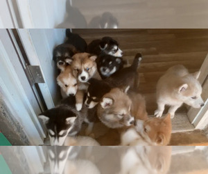 Alaskan Malamute-Saint Bernard Mix Puppy for sale in PAULSBORO, NJ, USA