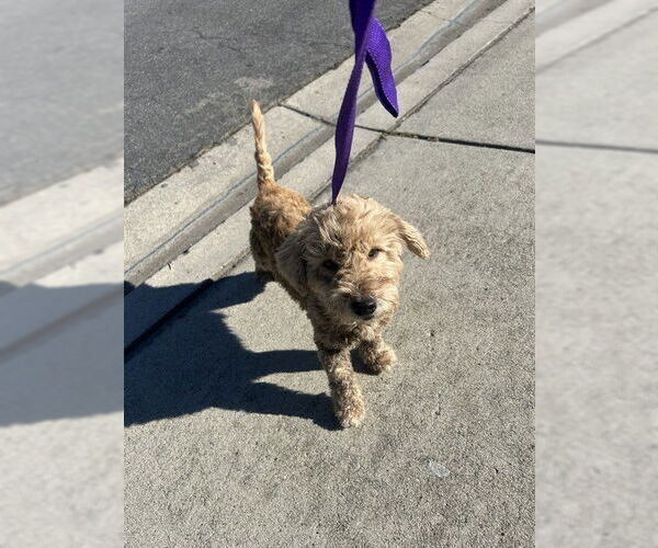 Medium Photo #1 Poodle (Miniature) Puppy For Sale in Rancho Cucamonga, CA, USA