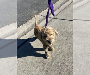Poodle (Miniature) Dogs for adoption in Rancho Cucamonga, CA, USA