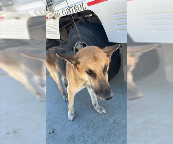 Medium Photo #1 German Shepherd Dog Puppy For Sale in Houston, TX, USA