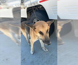 German Shepherd Dog Dogs for adoption in Houston, TX, USA