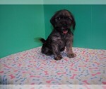 Small Photo #2 Shorkie Tzu Puppy For Sale in PATERSON, NJ, USA