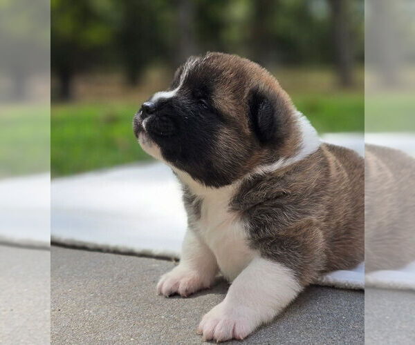 Medium Photo #2 Akita Puppy For Sale in STRAFFORD, MO, USA