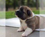Small #1 Akita