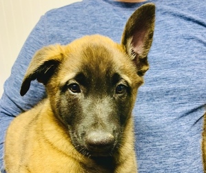 Malinois Puppy for sale in BIG LAKE, IN, USA