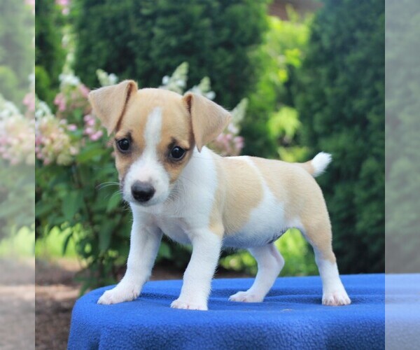 Medium Photo #6 Jack Russell Terrier Puppy For Sale in LEBANON, PA, USA