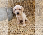 Puppy 1 Labrador Retriever