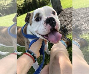 Daisy Mae - Female Bulldog Dog for Adoption - Photo #5