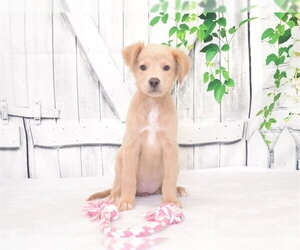 Border Collie-Unknown Mix Dogs for adoption in Oroville, CA, USA