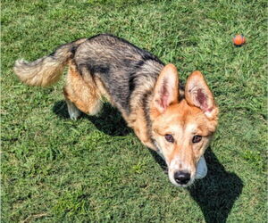 Collie-German Shepherd Dog Mix Dogs for adoption in Plano, TX, USA
