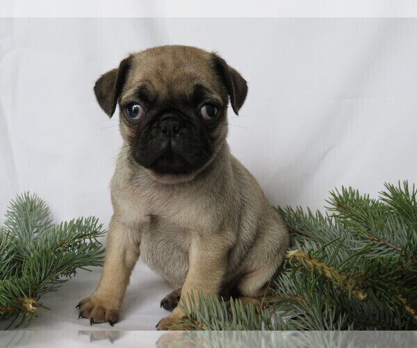 Medium Photo #1 Pug Puppy For Sale in SHILOH, OH, USA