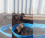 Small #2 Doberman Pinscher-Labrador Retriever Mix