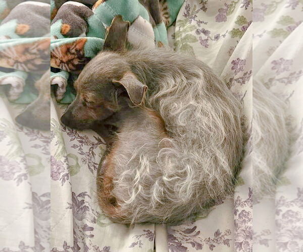 Medium Photo #3 Chihuahua-Tibetan Terrier Mix Puppy For Sale in Corona, CA, USA