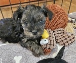Small Photo #4 Yorkshire Terrier Puppy For Sale in SARASOTA, FL, USA