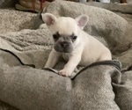 Small #1 French Bulldog