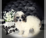 Small #15 Poodle (Miniature)